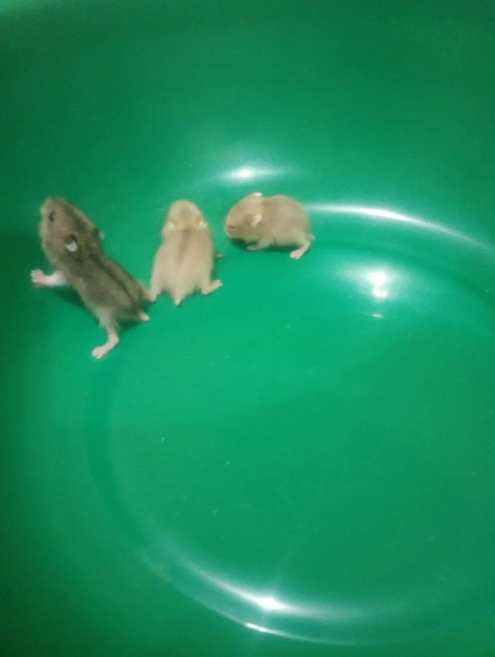 Hamster Anão Russo 