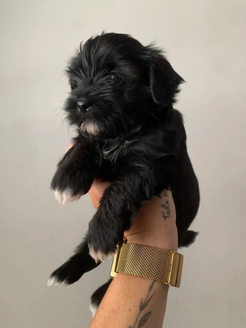 Cachorro shihtzu  - Foto 4