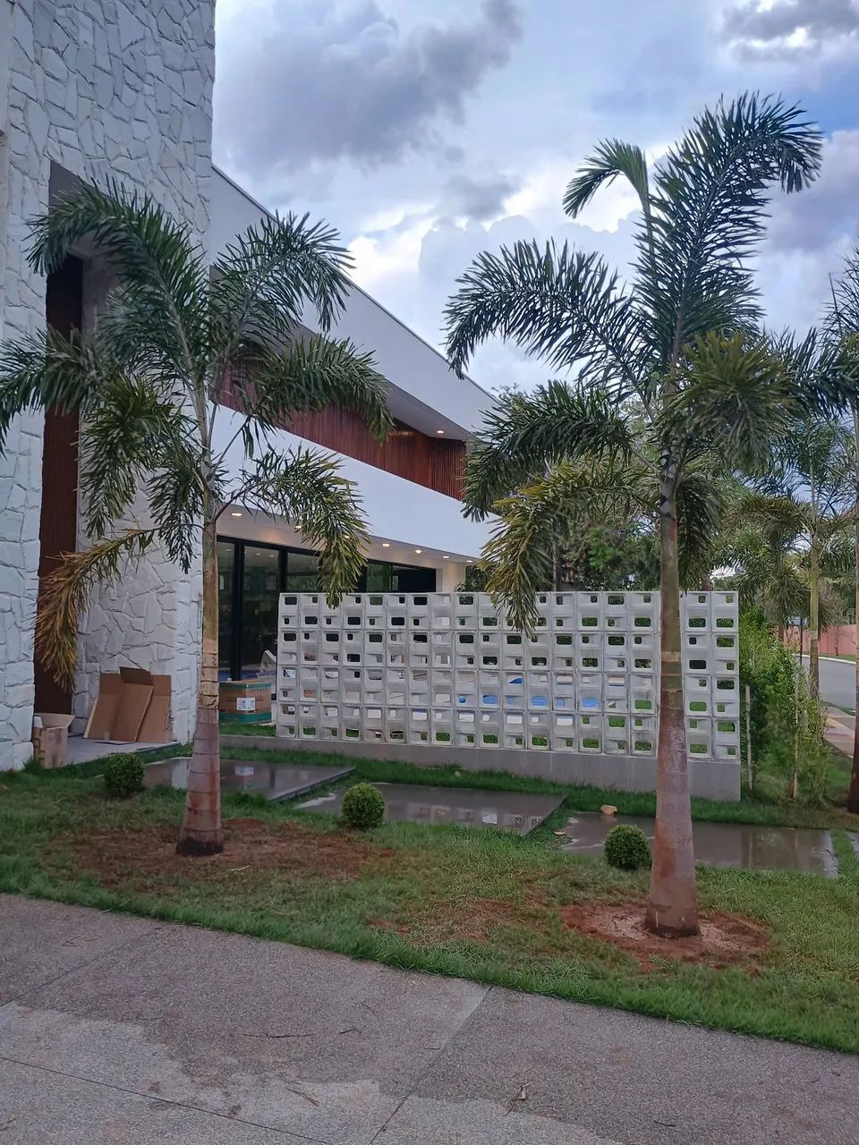Palmeira - Foto 4