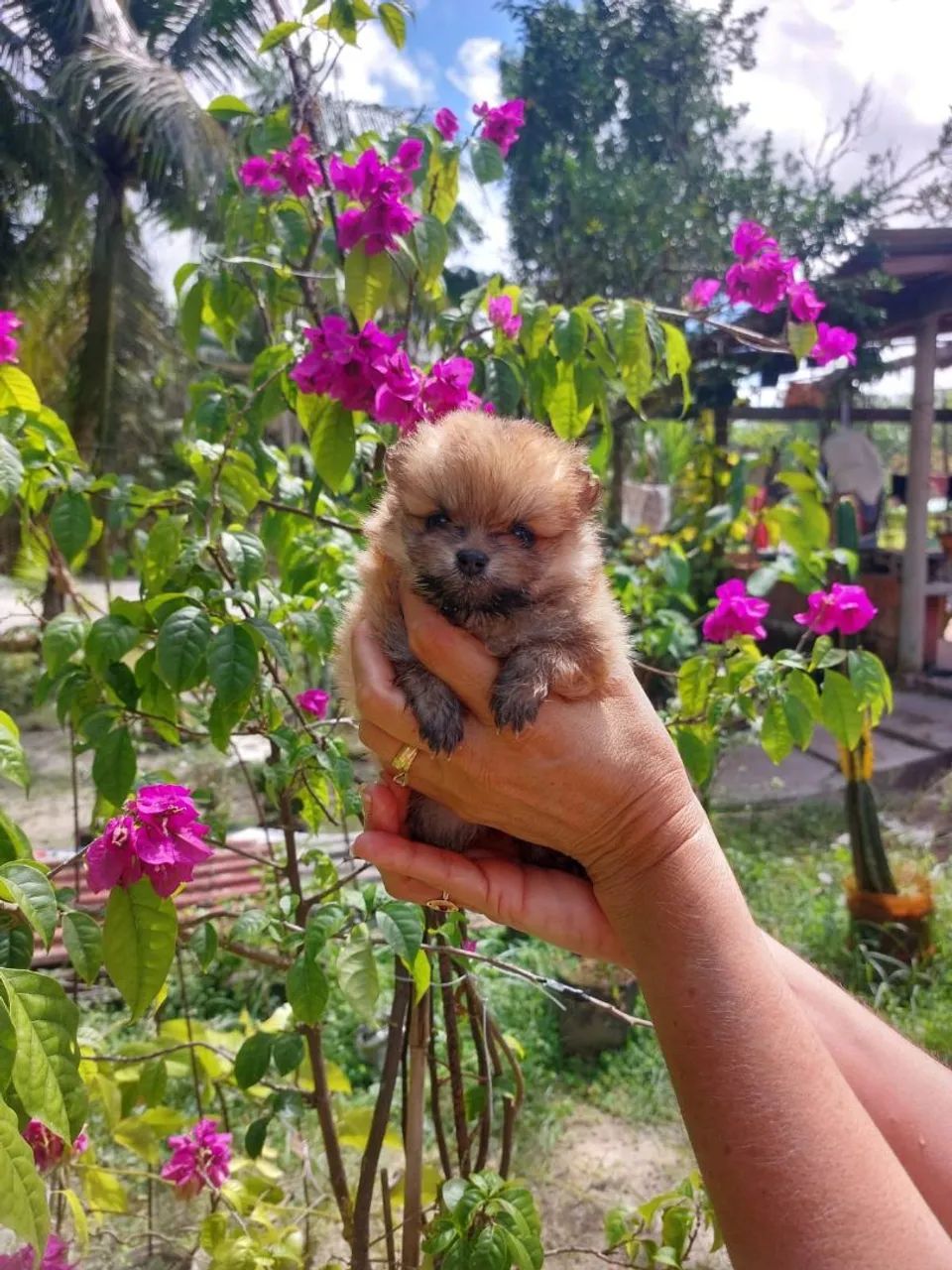 Spitz alemão 
