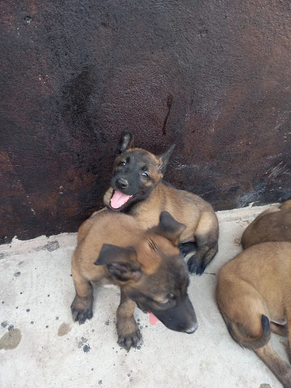 Pastor Malinois @