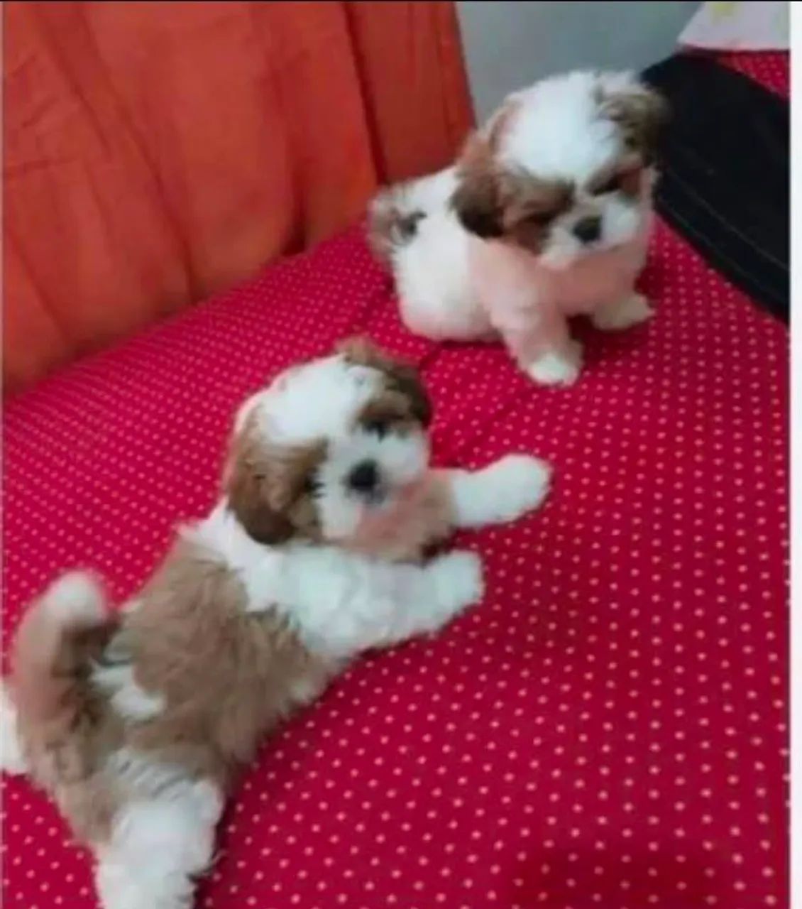 Bebês shihtzu mini  - Foto 3