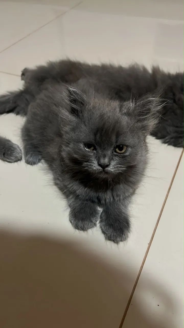 Gato Persa filhote - Foto 3