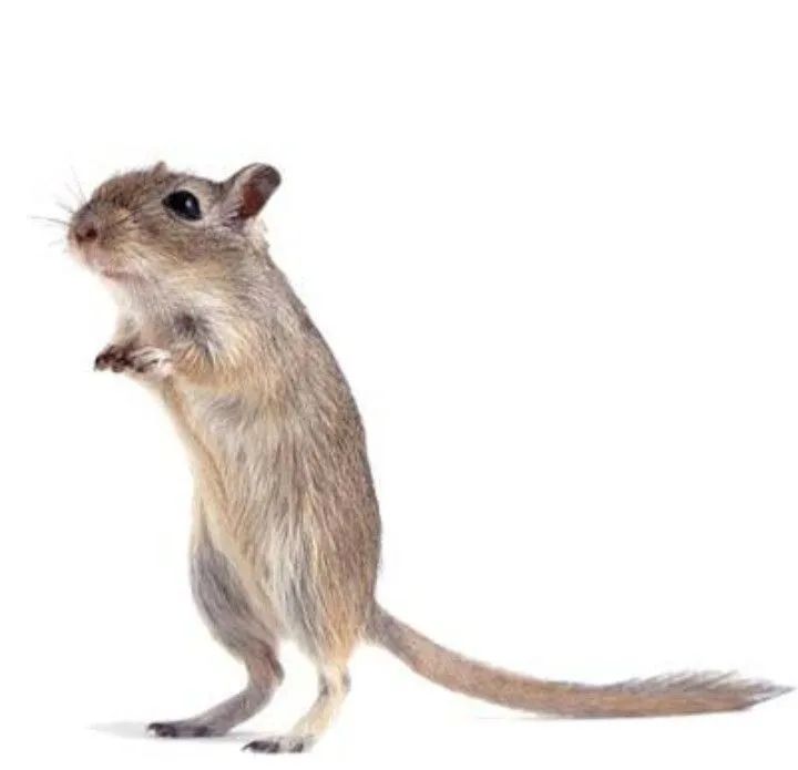 Gerbil machos e fêmeas  - Foto 2