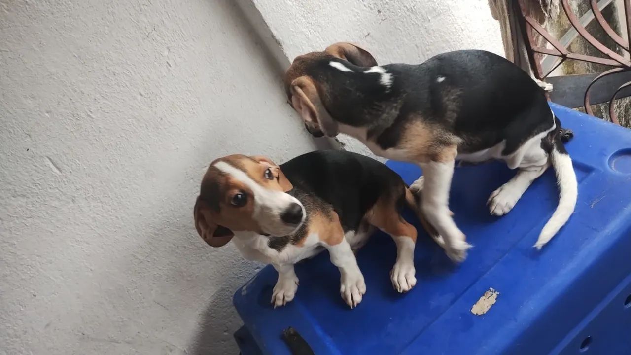 Beagle macho com salsicha cruza acidental - Foto 3