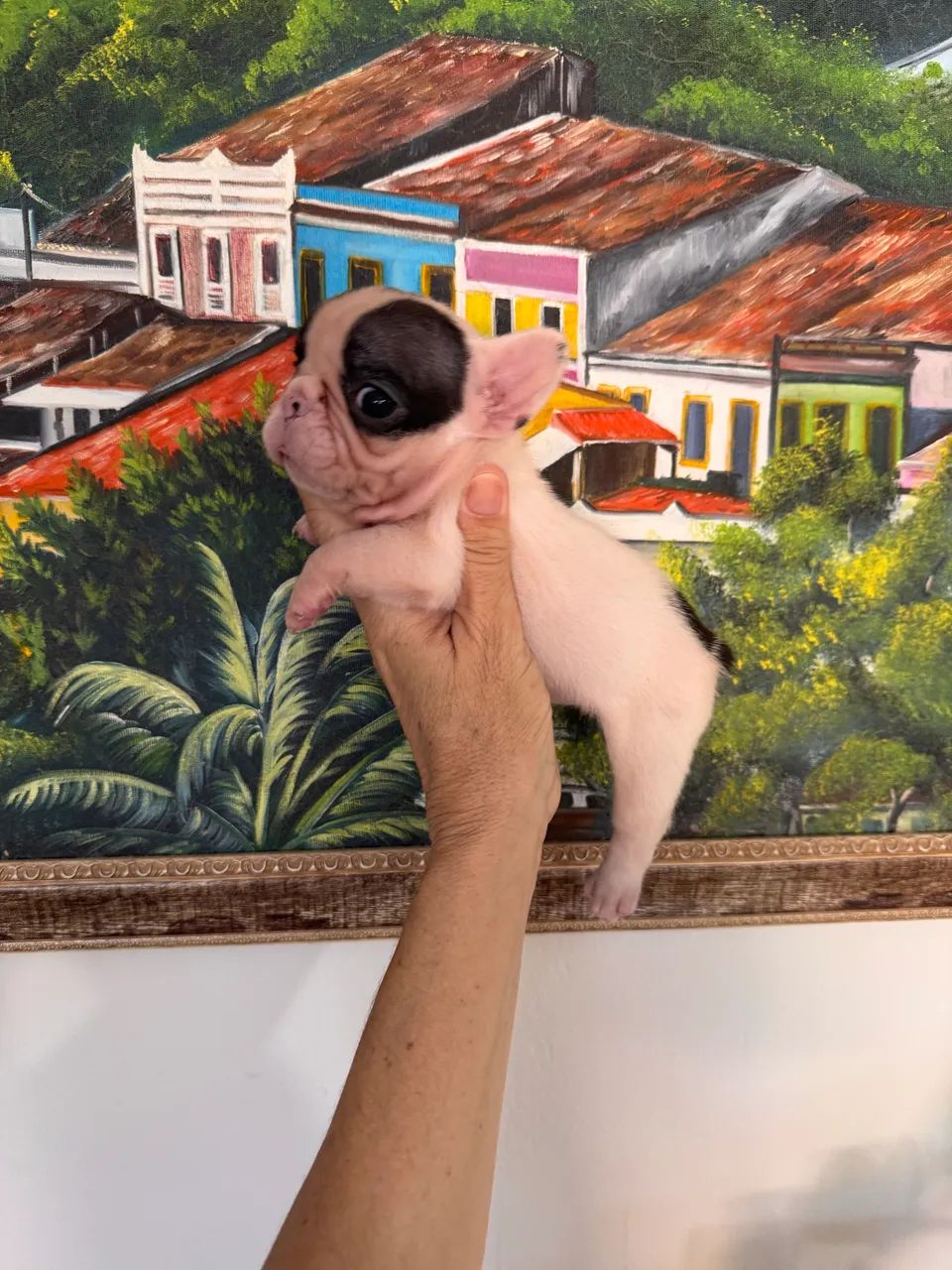 Buldogue Francês 