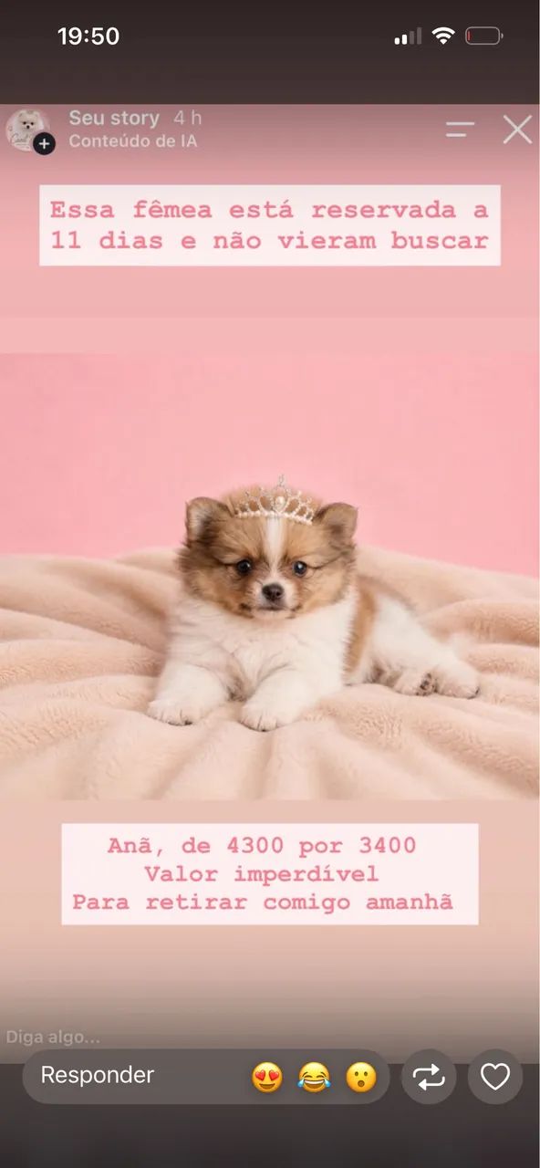 Spitz Alemão 