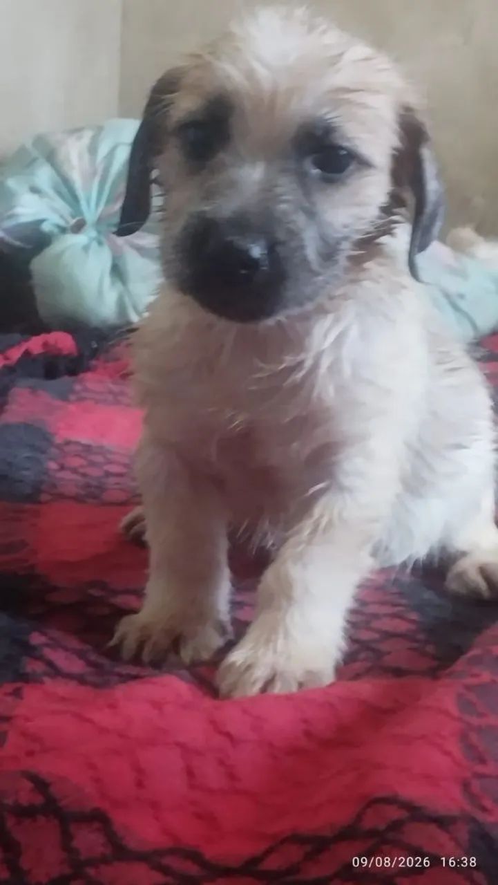 Filhote de cachorro  - Foto 4
