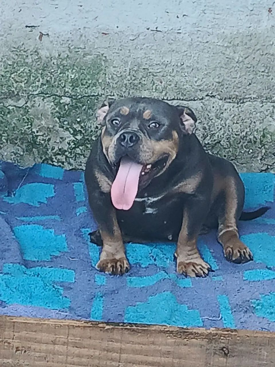 American Bully  - Foto 2