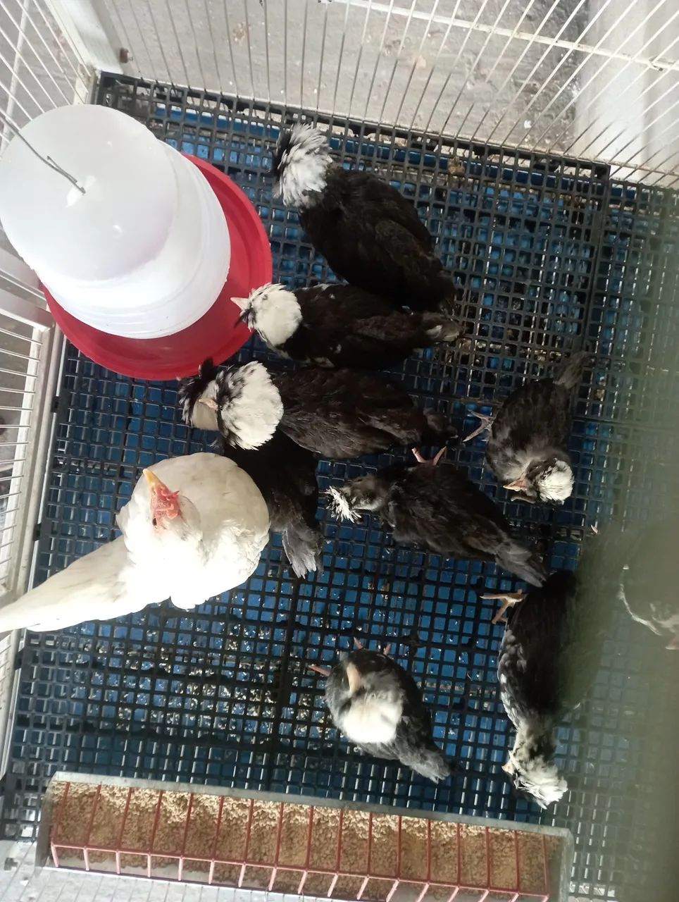 Polonesa preta de topete branco pintinhos/ovos - Foto 3