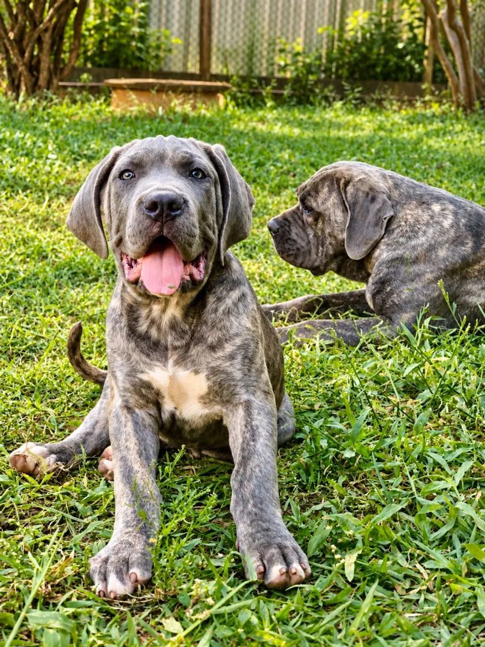 Filhote de Cane Corso