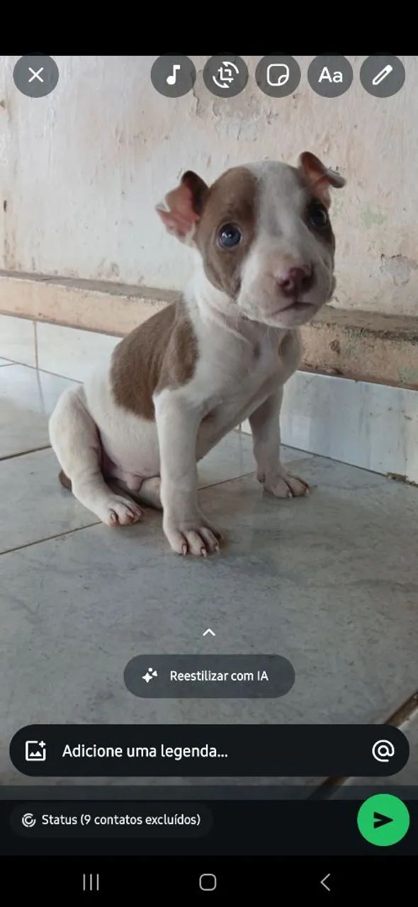 Pit bul macho 2 mês  - Foto 3