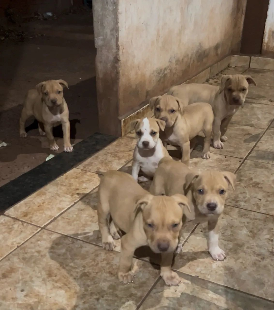 Filhote de pitbull  - Foto 4