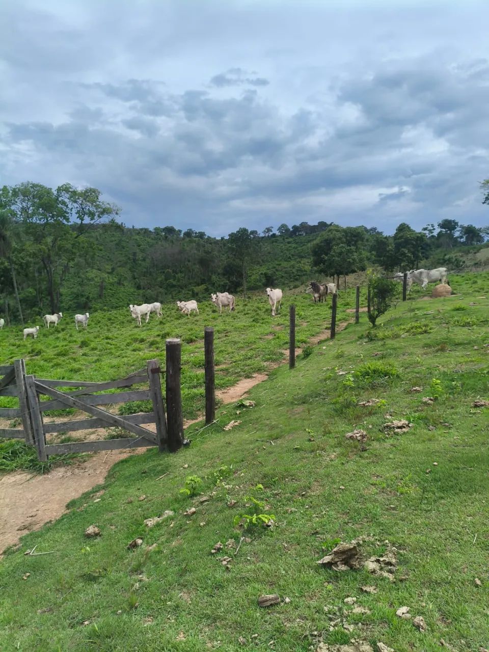 SÍTIO PASTO FORMADO  E CERCADO - Foto 2