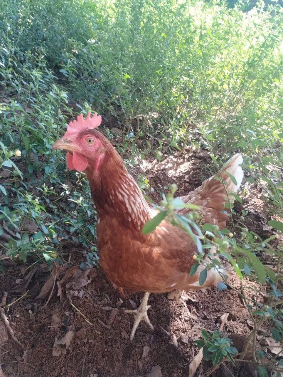 Galinha 
