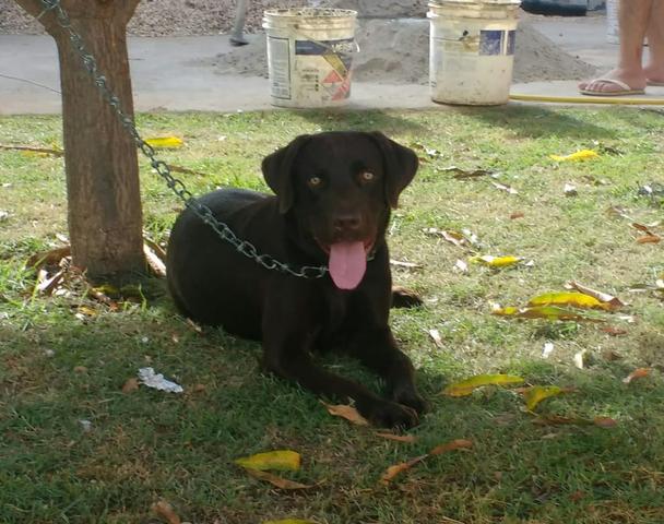 Vendo filhotes de Labrador - Foto 5
