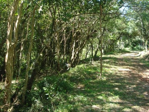 Terreno à venda em Lomba grande, Novo hamburgo cod:8700 - Foto 7
