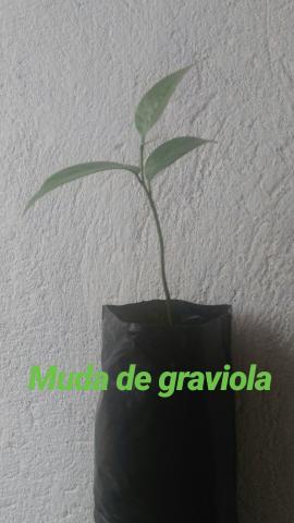 Mudas promocao - Foto 2