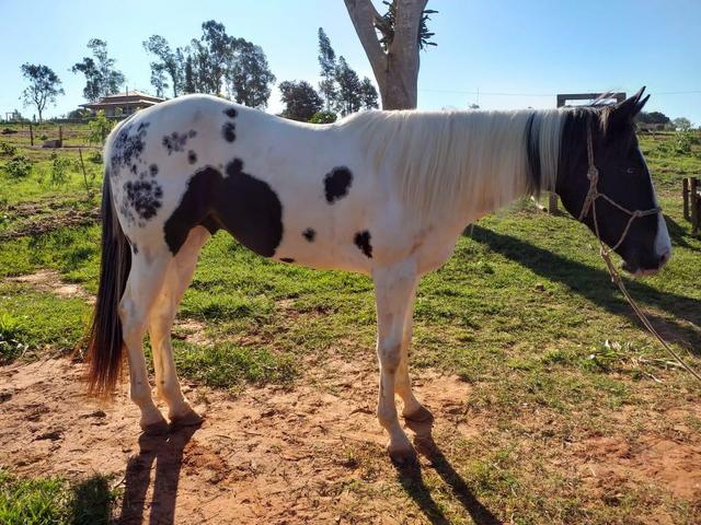 Paint Horse Homozigoto PO - Foto 3