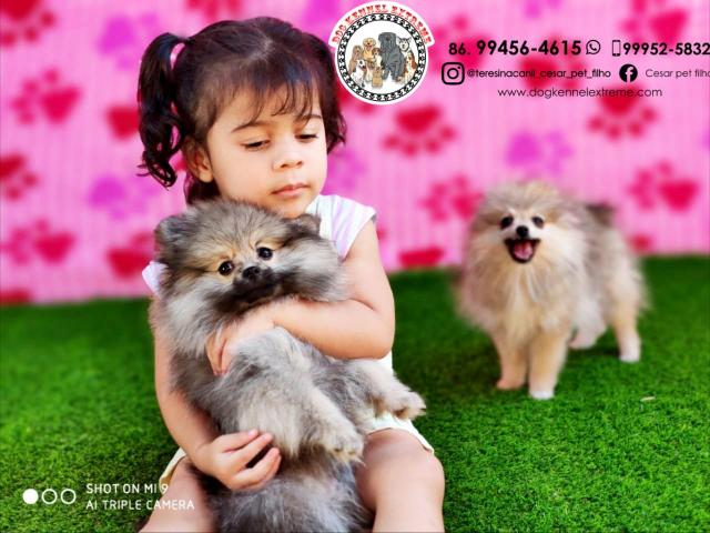 Spitz Alemão Anão(Pedigree CBKC )Canil Especializado Em Raças Pequenas - Foto 3