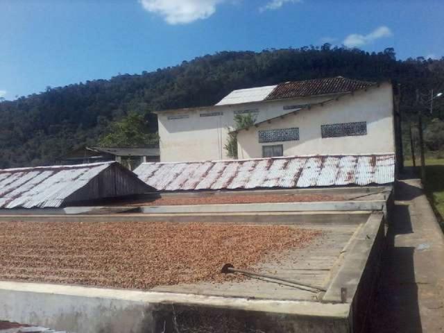 Fazenda de cacau no sul da bahia. mascote - camacã - itabuna - Foto 6