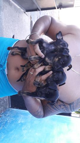 Cachorro
