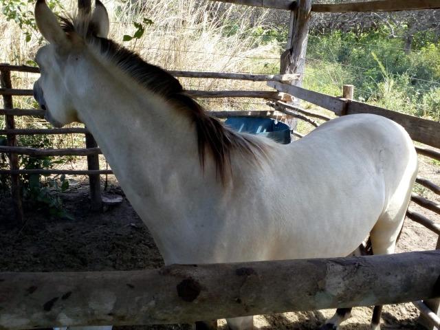 Vende-se cavalo mestiço de quarto de milha - Foto 4