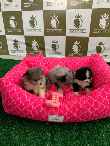 Lulu Spitz Alemão Filhotes - Foto 4