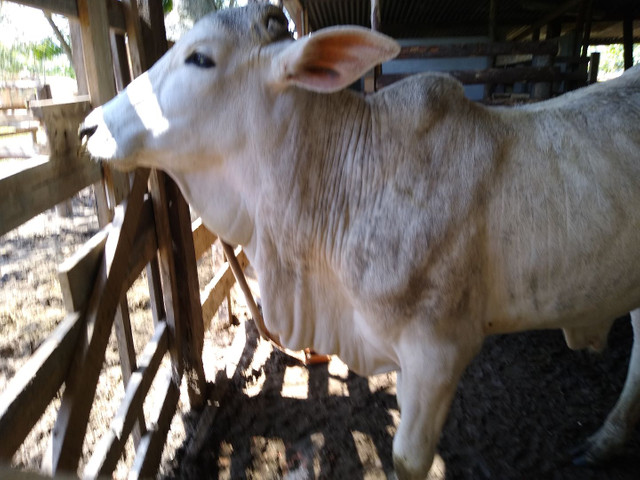 Vendo tourinho nelore