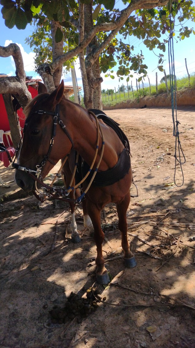 Cavalo mestiço 