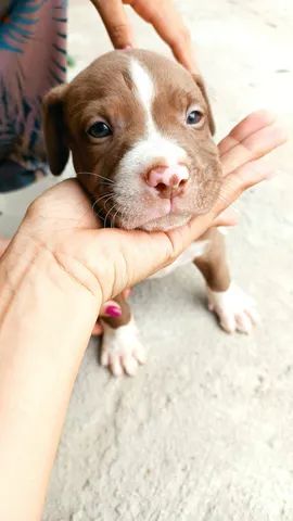 Filhotes de pitbull com pit monster  - Foto 6