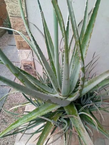 Babosa( Aloe Vera) - Foto 5