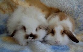 mini coelho -  venda e locação para pascoa 