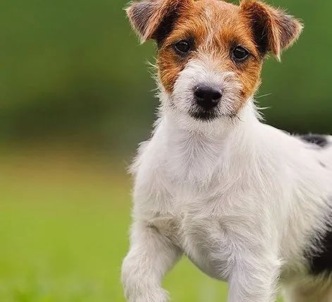 Filhote de Jack Russell Terrier - Vacinado e com Pedigree - 12x no Cartao