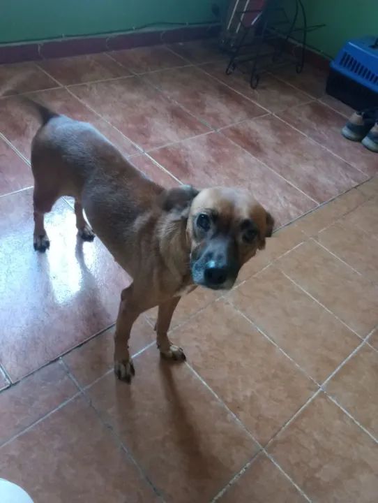 Cadela Adorável Procurando Lar