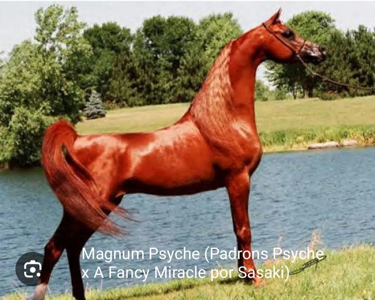 VENDE-SE FILHA de *FA EL SHAWAN EM FILHA de MAGNUM PSYCHE - Foto 2