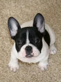 Bulldog Francês saudável e vacinado! 