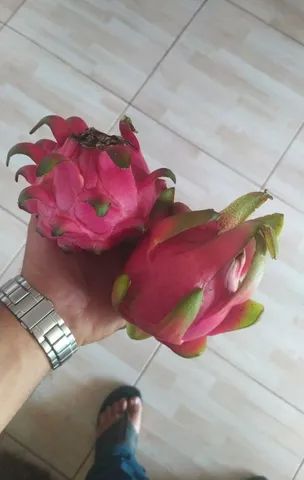 Pitaya enxertada - Foto 2