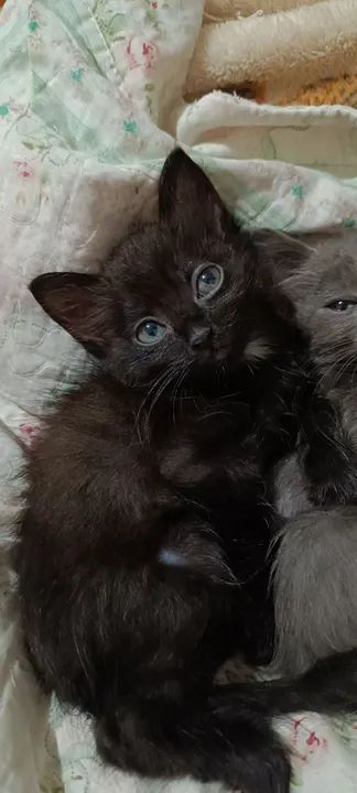 Gatinhos fofinhos para adoção!  - Foto 3