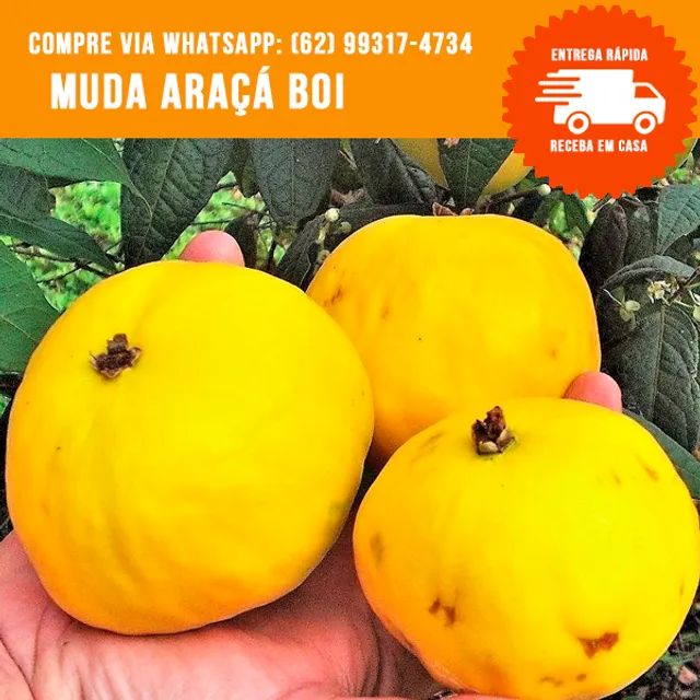 Muda de Araçá-Boi