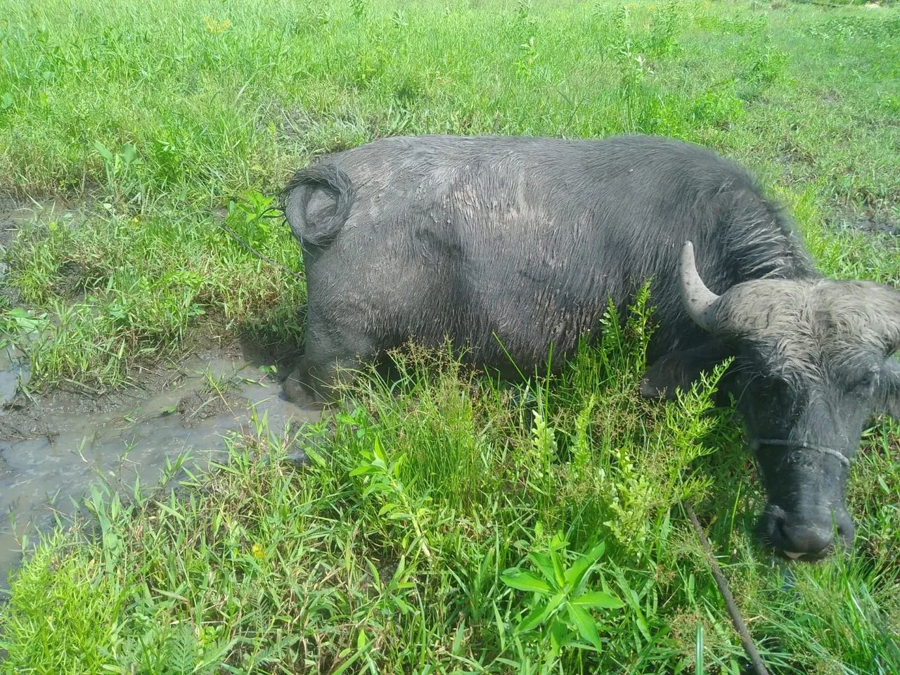 Búfalo  - Foto 3