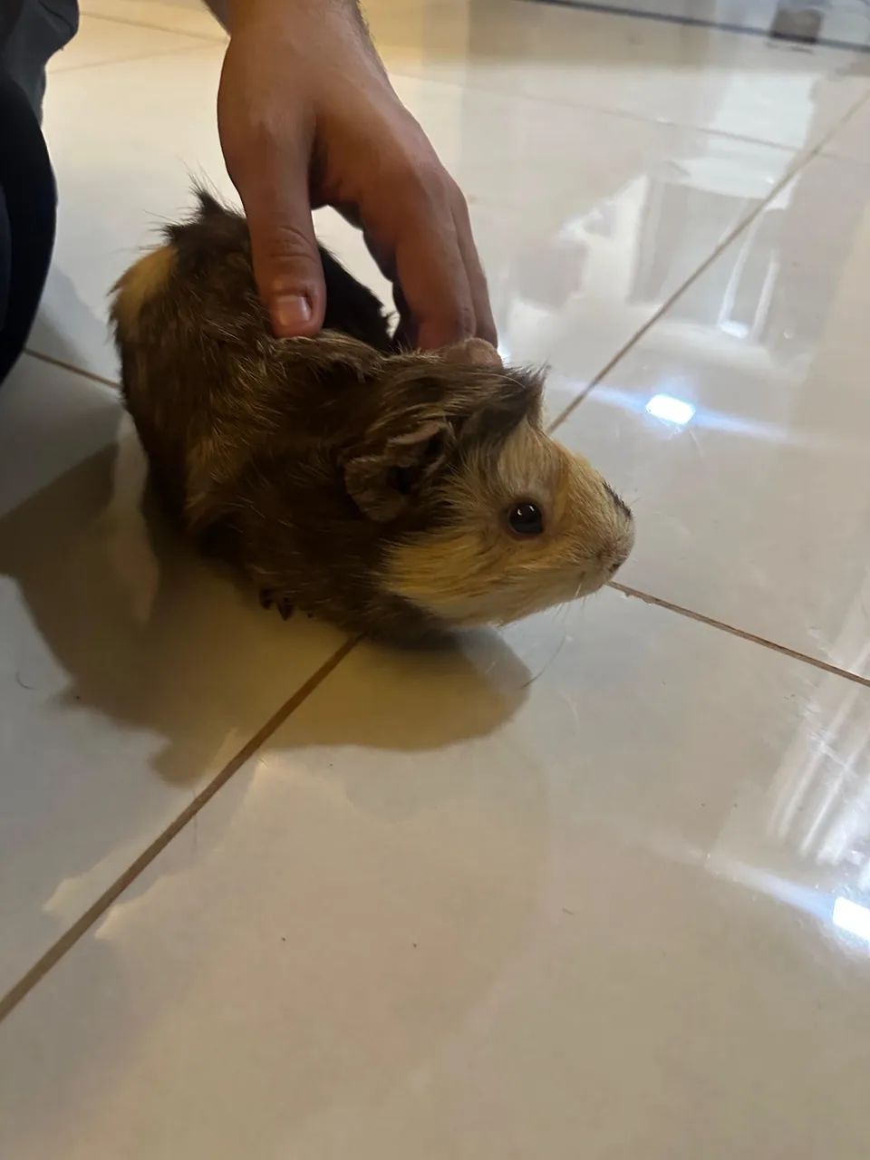 Porquinhos da índia  - Foto 5