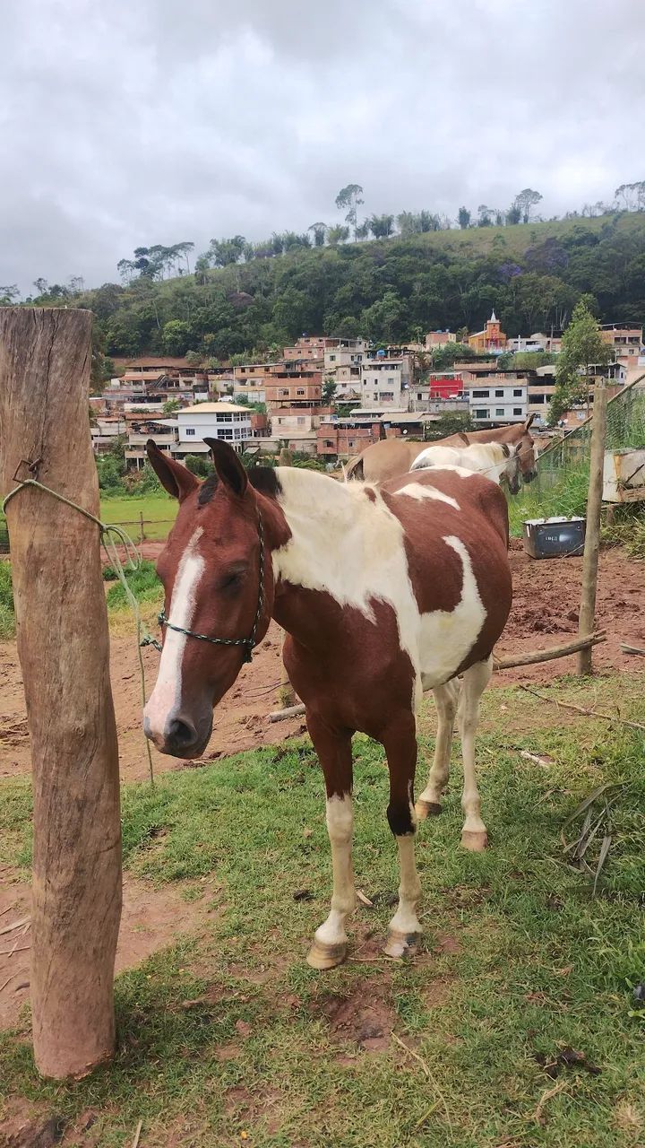 Égua Piquira pampa de marcha picada  - Foto 6