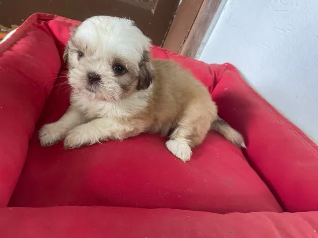 VENHA BUSCAR O SEU SHIH TZÚ COM  A GENTE.CÃES CRIADOS POR MÉDICA VETERINÁRIA. - Foto 5