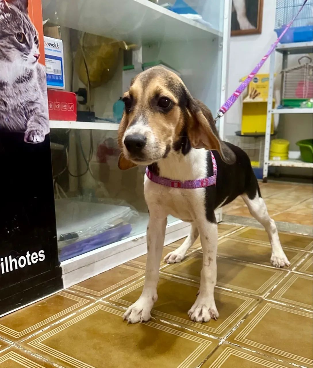 Filhote Beagle fêmea vacinas Pedigree - Foto 3