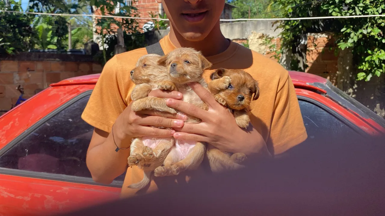 Filhotes da raça Yorkshire Terrier 1 com raça pequena beagle!