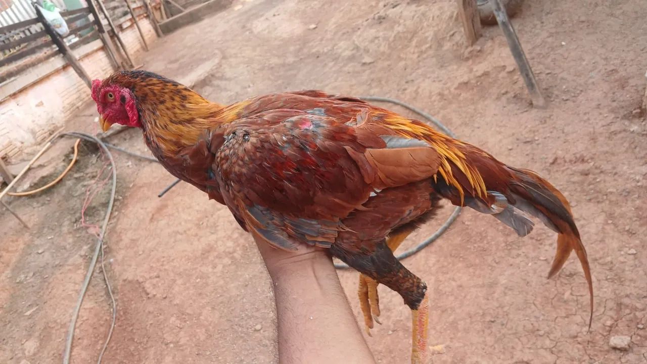 Frango chocolate  - Foto 2