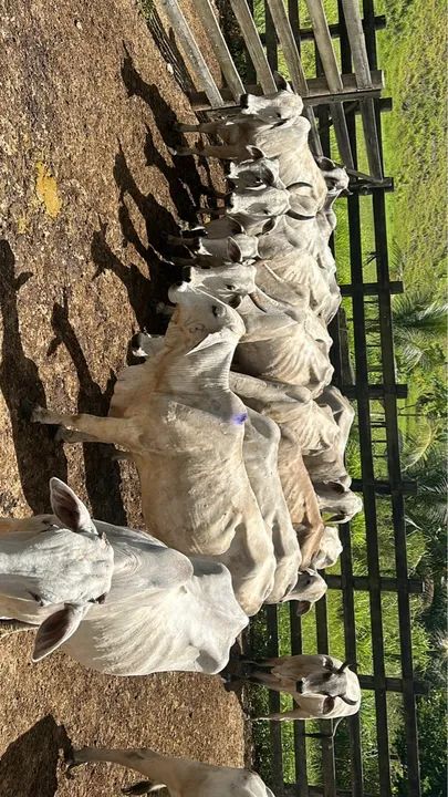 Vacas com bezerros no pé 