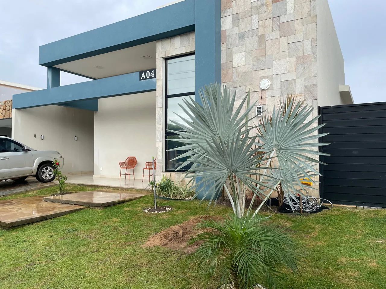 Mudas de Palmeira Azul  - Foto 4