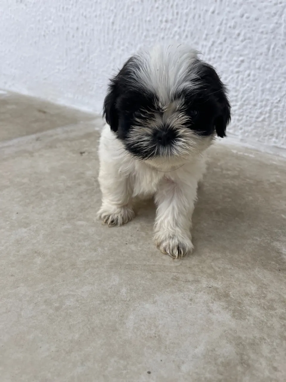 Filhote de ShihTzu